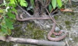 晓蛇最新爆料,娱乐圈最新爆料大起底